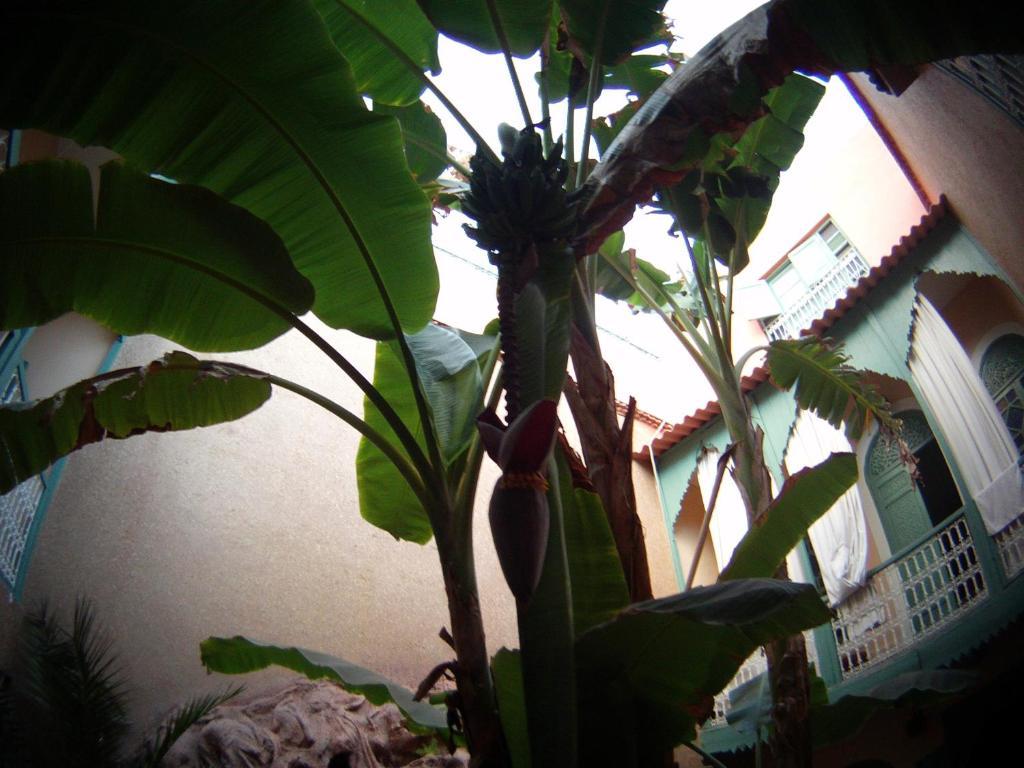 Riad Dar Mchicha Marrakesh Ngoại thất bức ảnh
