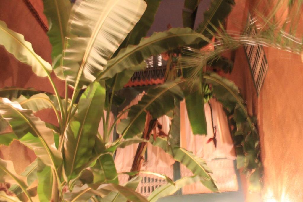 Riad Dar Mchicha Marrakesh Ngoại thất bức ảnh